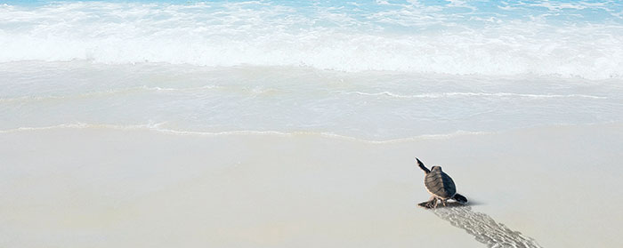 baby sea turtle making its way to the ocean