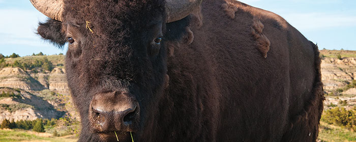 a large buffalo looking at the camera