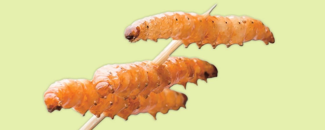 image of three larva on a stick