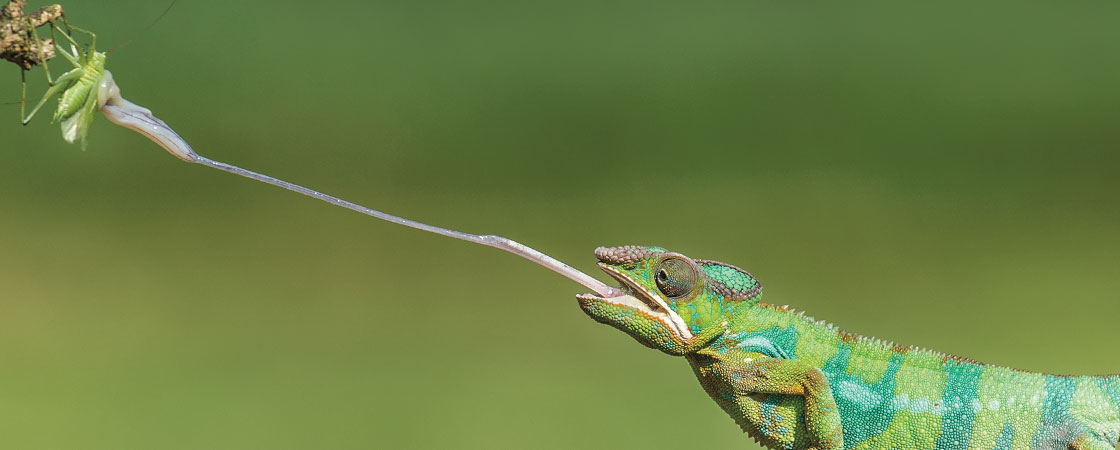 a green chameleon with a really long tongue eating a bug