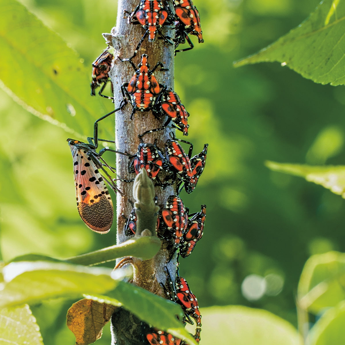 Photo of spotted lanternflies climbing on a tree