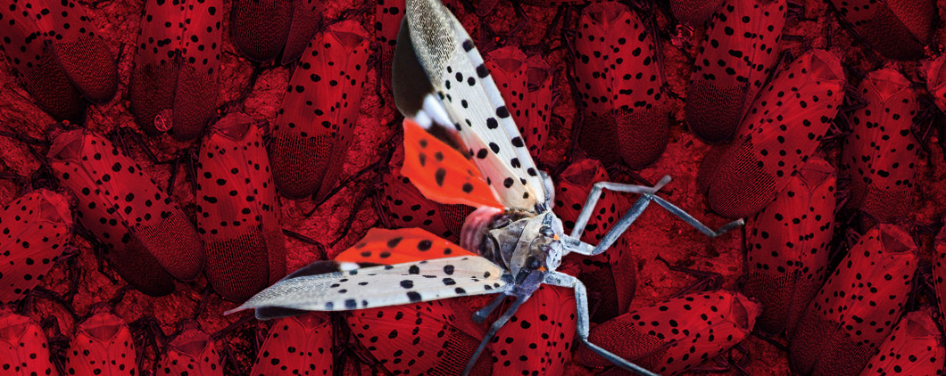Illustration of a spotted lanternfly amongst a background of lanternflies