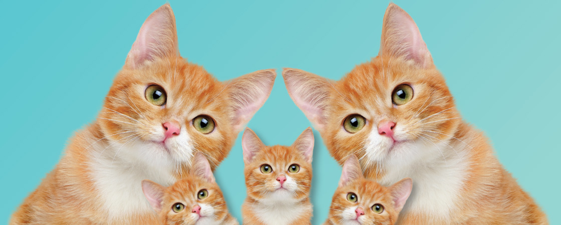 Image of the same cat pictured five times