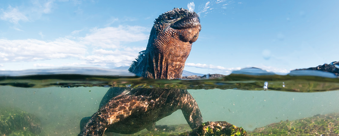 Photo of an iguana sneezing while in water