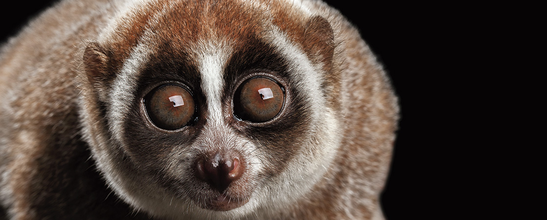 Close-up photo of Slow Loris