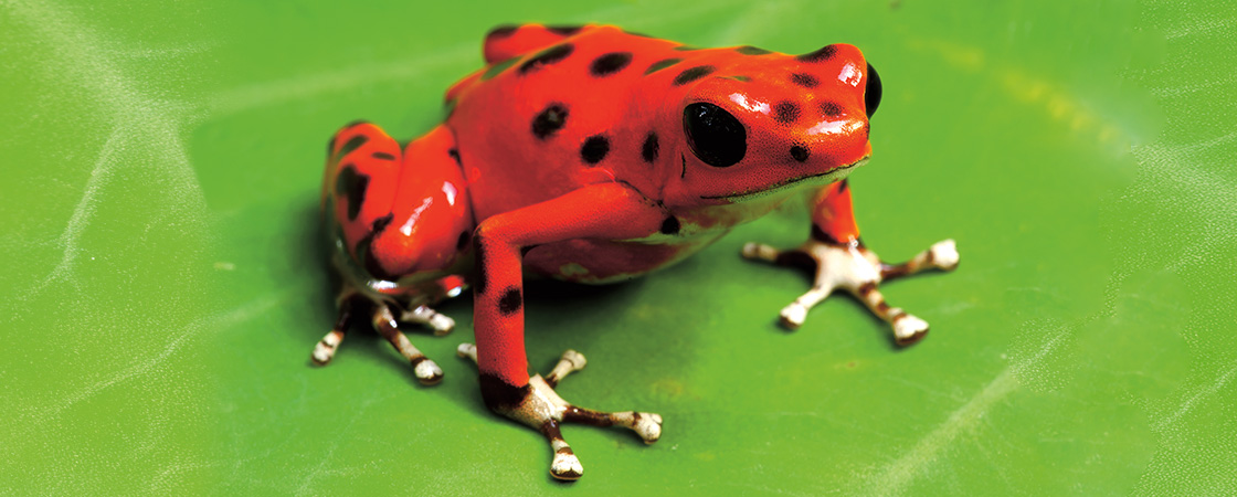 Image of small red frog with black spots