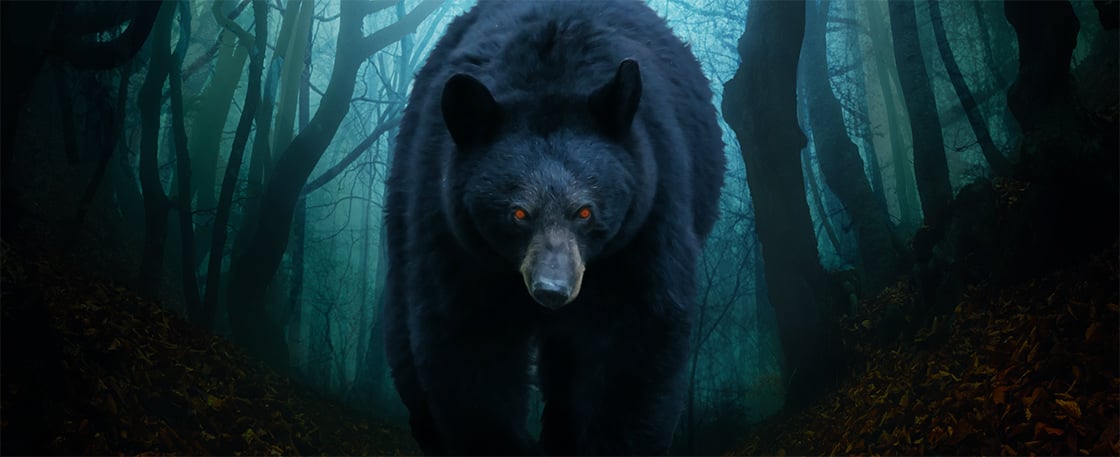 image of a bear